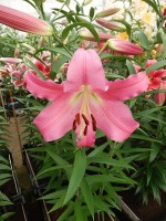 [4136 Donato No02.JPG]